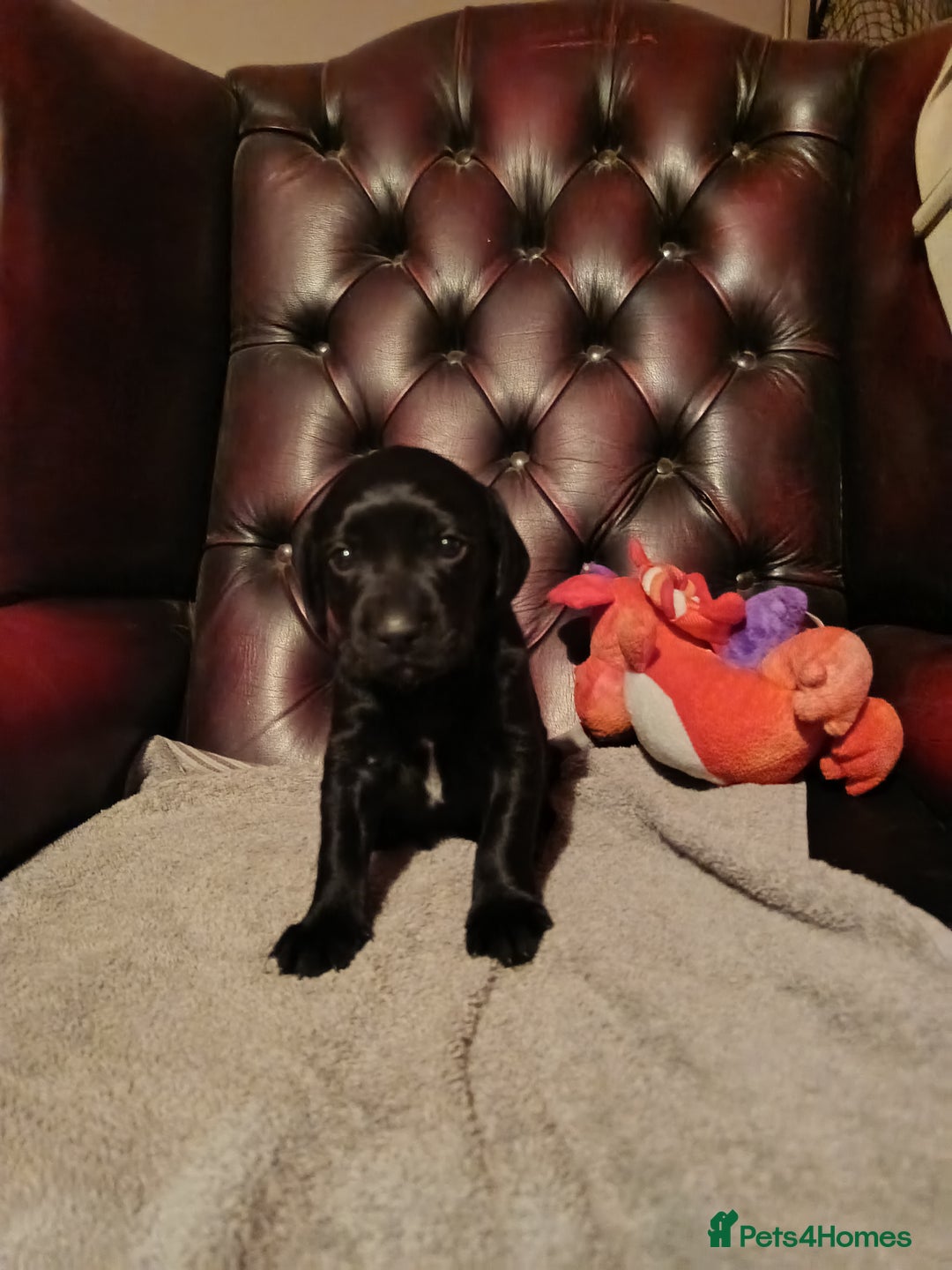 Cockerdor dogs for sale: Cockerdor Puppies looking for their forever homes. - Image 3