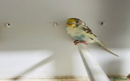 Budgerigars birds for sale: Stunning baby rainbow/pied budgies  in Luton - Image 14