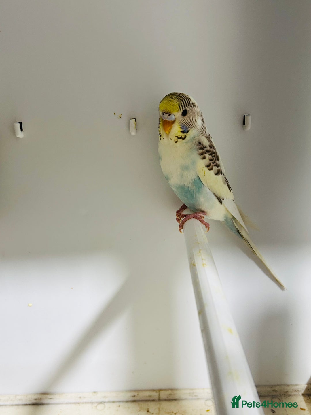 Budgerigars birds for sale: Stunning baby rainbow/pied budgies  in Luton - Image 14