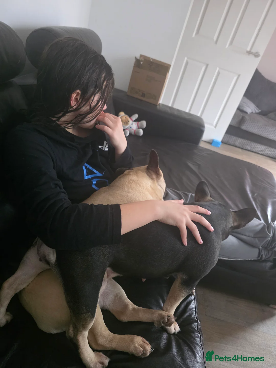 French Bulldog dogs for sale: French bulldogs  - Advert 2