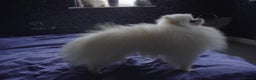 Pomeranian dogs for stud: White Pomeranian KC Registered CHAMPION Bloodlines in Manchester - Advert 3