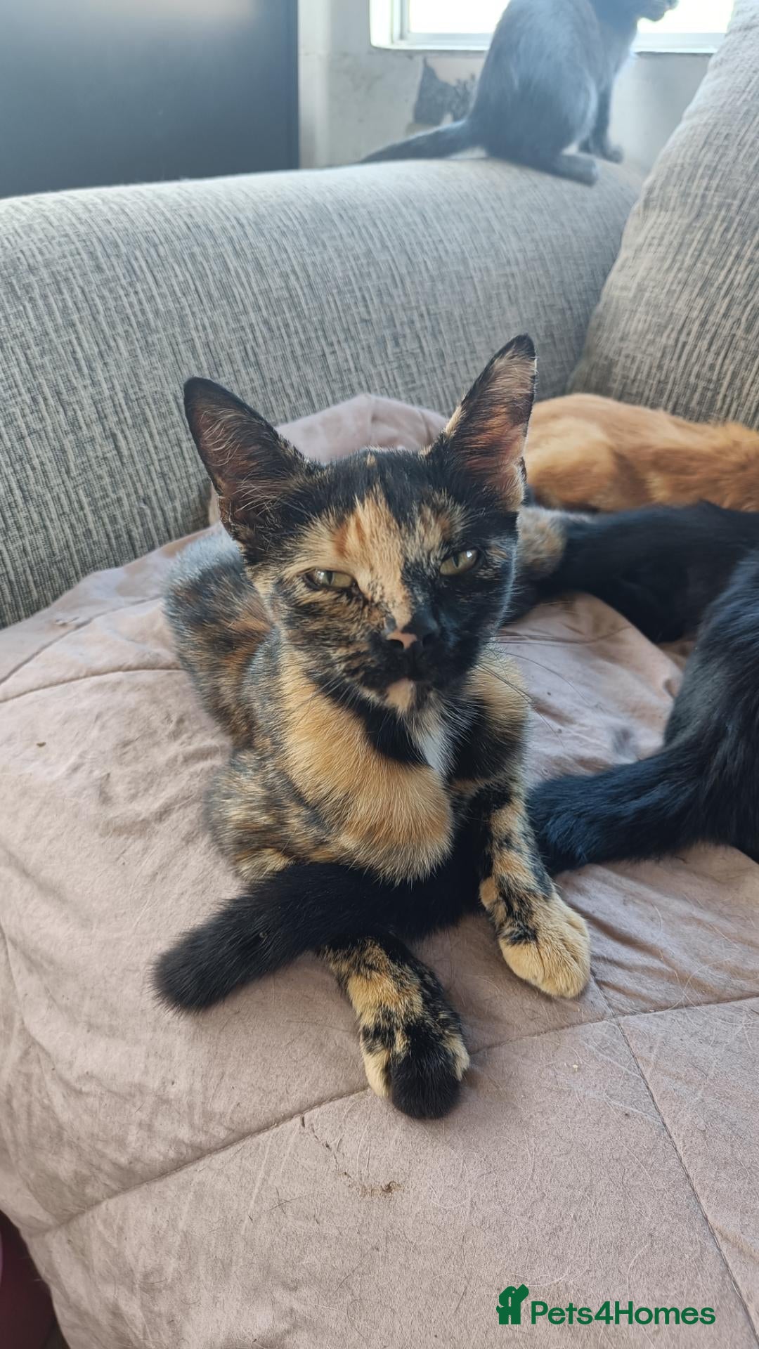 Mixed Breed cats Kittens for sale, suitable for home or farm. - Advert 2