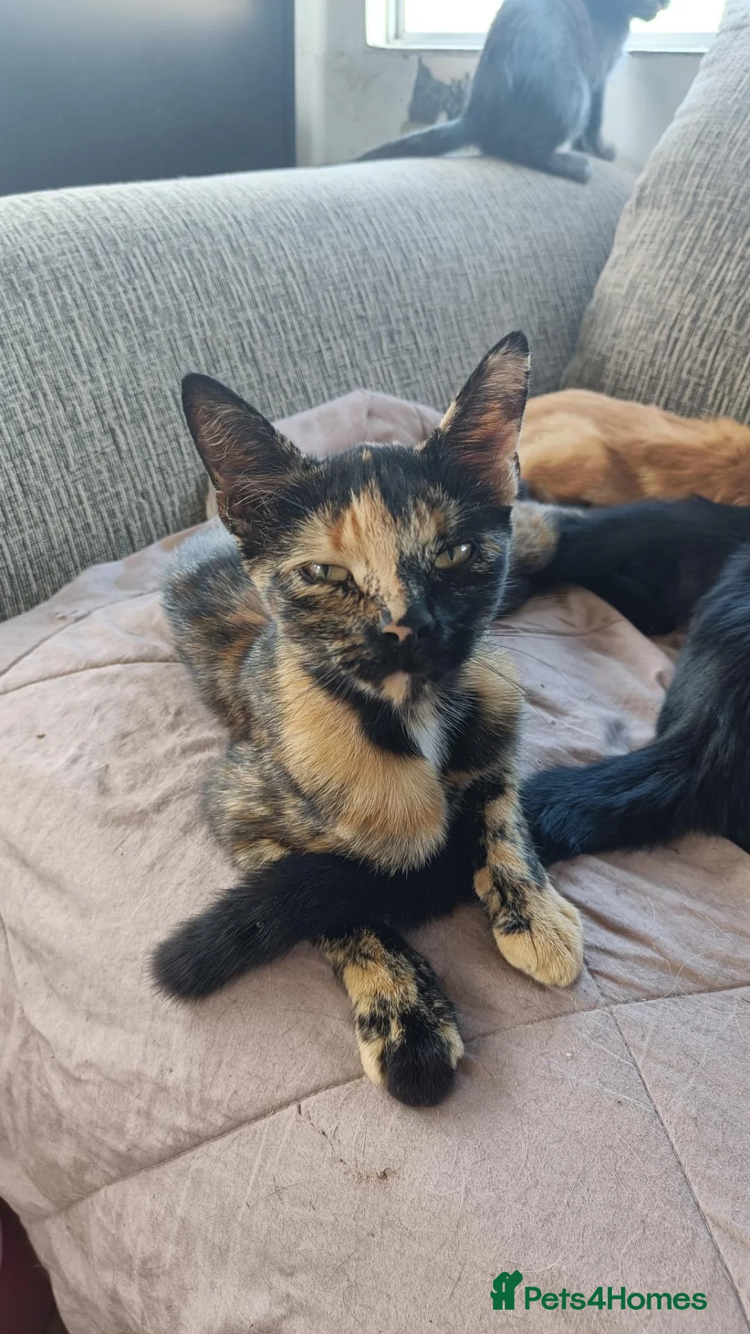 Mixed Breed cats for sale: Kittens for sale, suitable for home or farm. in Church Stretton - Advert 1