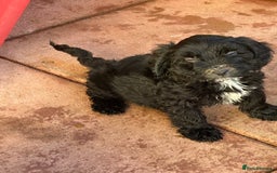 Sproodle dogs for sale: F1 Sproodles for Sale - Image 32