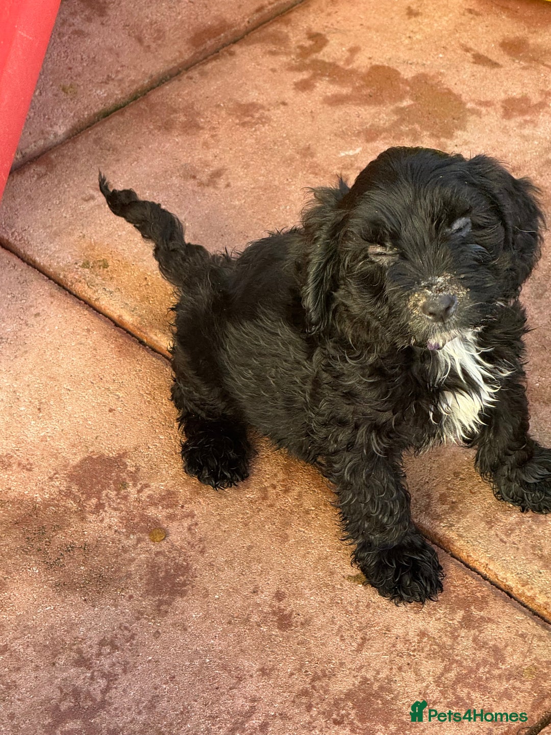 Sproodle dogs for sale: F1 Sproodles for Sale - Image 32