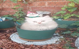 British Shorthair cats for sale: ♥️ Fun Loving British Shorthair Kittens ♥️ - Image 3