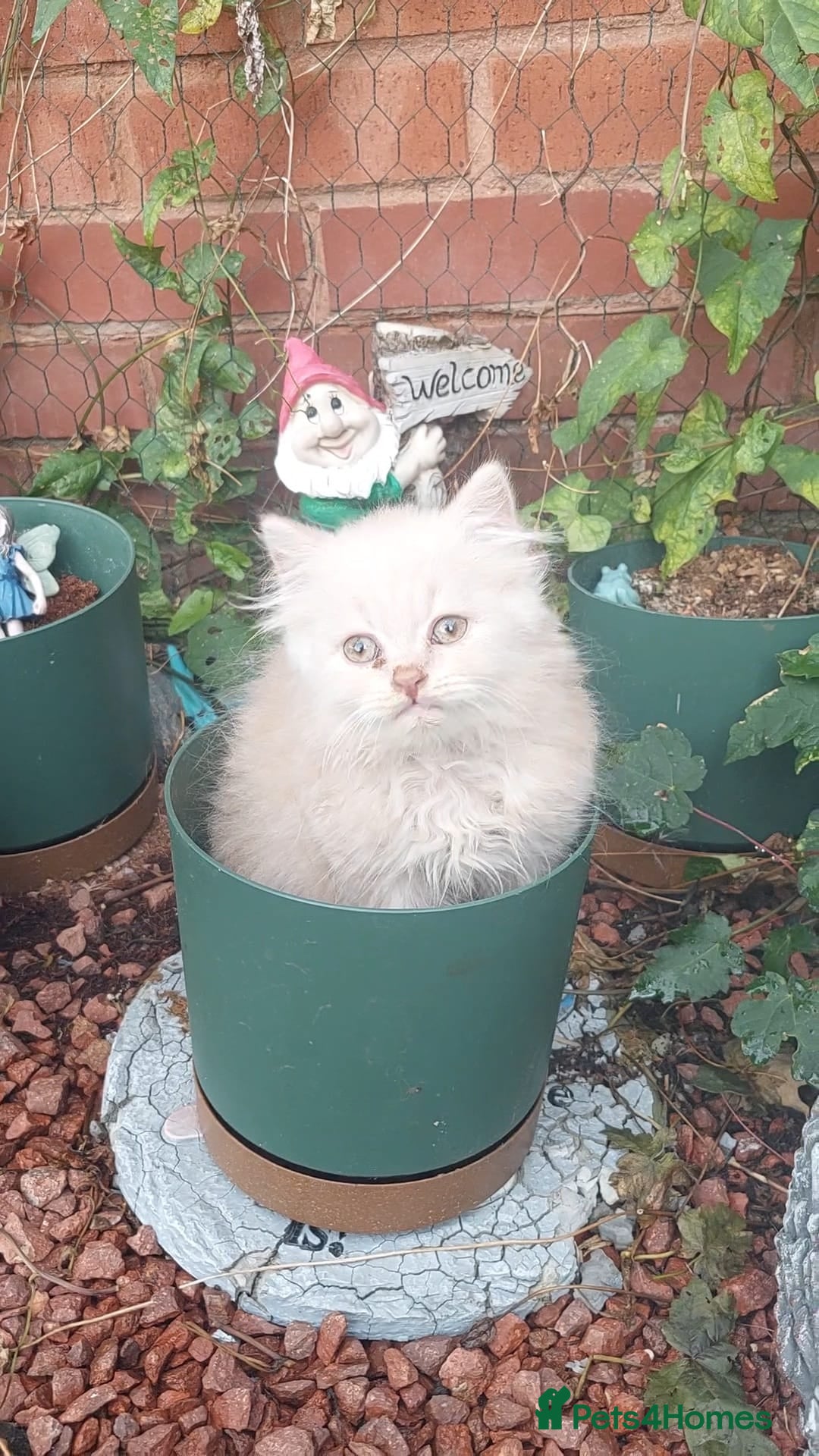 British Shorthair cats for sale: ♥️ Fun Loving British Shorthair Kittens ♥️ - Image 3