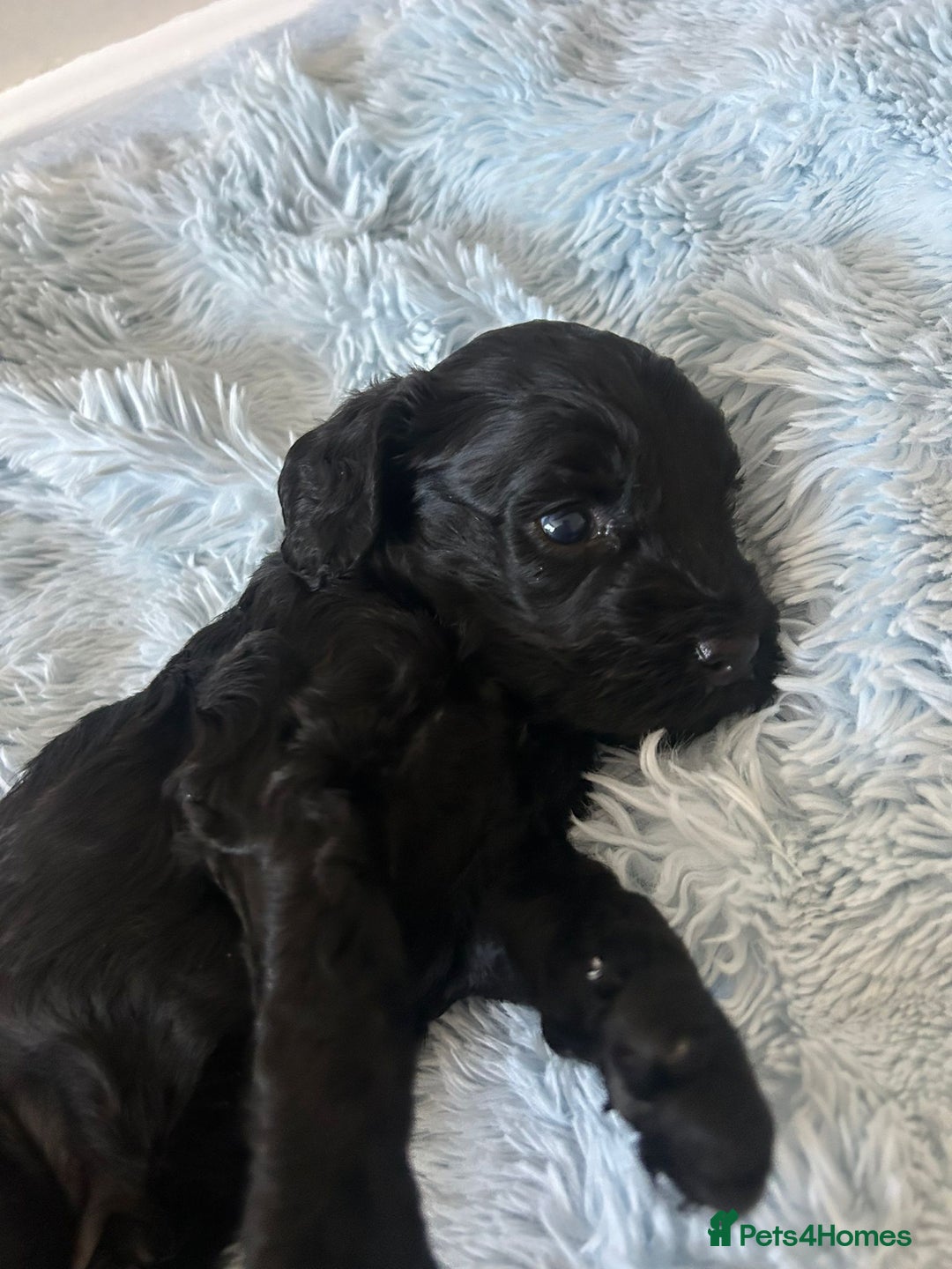 Cockapoo dogs for sale: 🖤BEAUTIFUL COCKAPOO FOR SALE🖤 - Advert 16