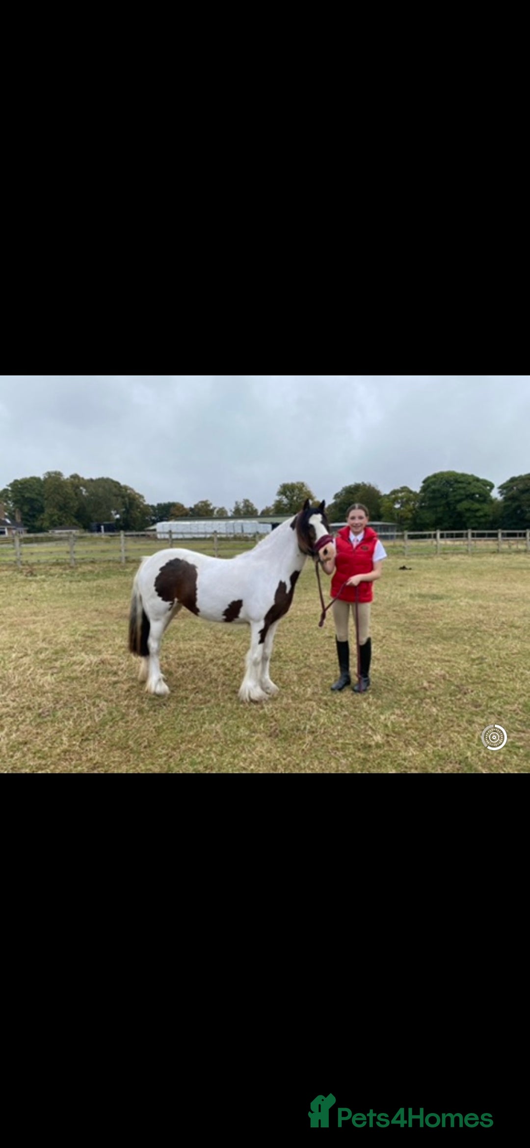Irish Cob horses for sale: Quiet 3 year old 13hh mare  - Image 3
