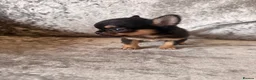 Chihuahua dogs for sale: Beautiful chihuahua puppies  - Advert 8