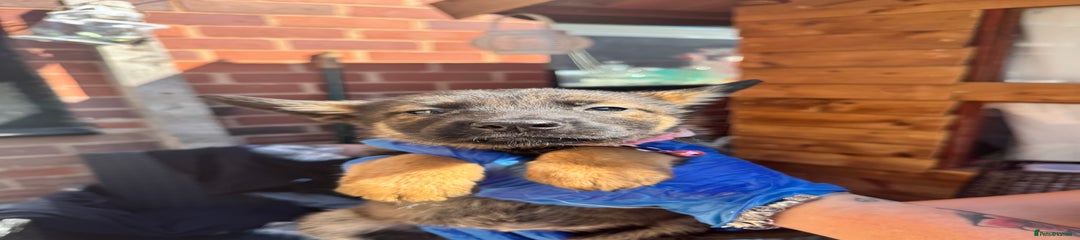 Belgian Shepherd Dog Puppy 10