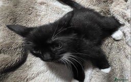 Mixed Breed cats for sale: Friendly playful kittens ready to find thier new  - Image 10