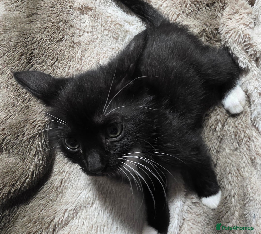 Mixed Breed cats for sale: Friendly playful kittens ready to find thier new  - Image 10