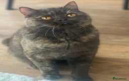 British Shorthair cats for sale: Two beautiful BSH girls must go together - Image 3