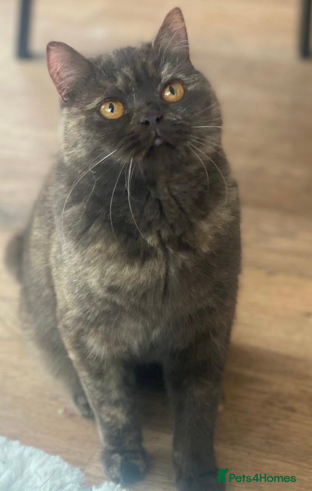 British Shorthair cats for sale: Two beautiful BSH girls must go together - Image 3