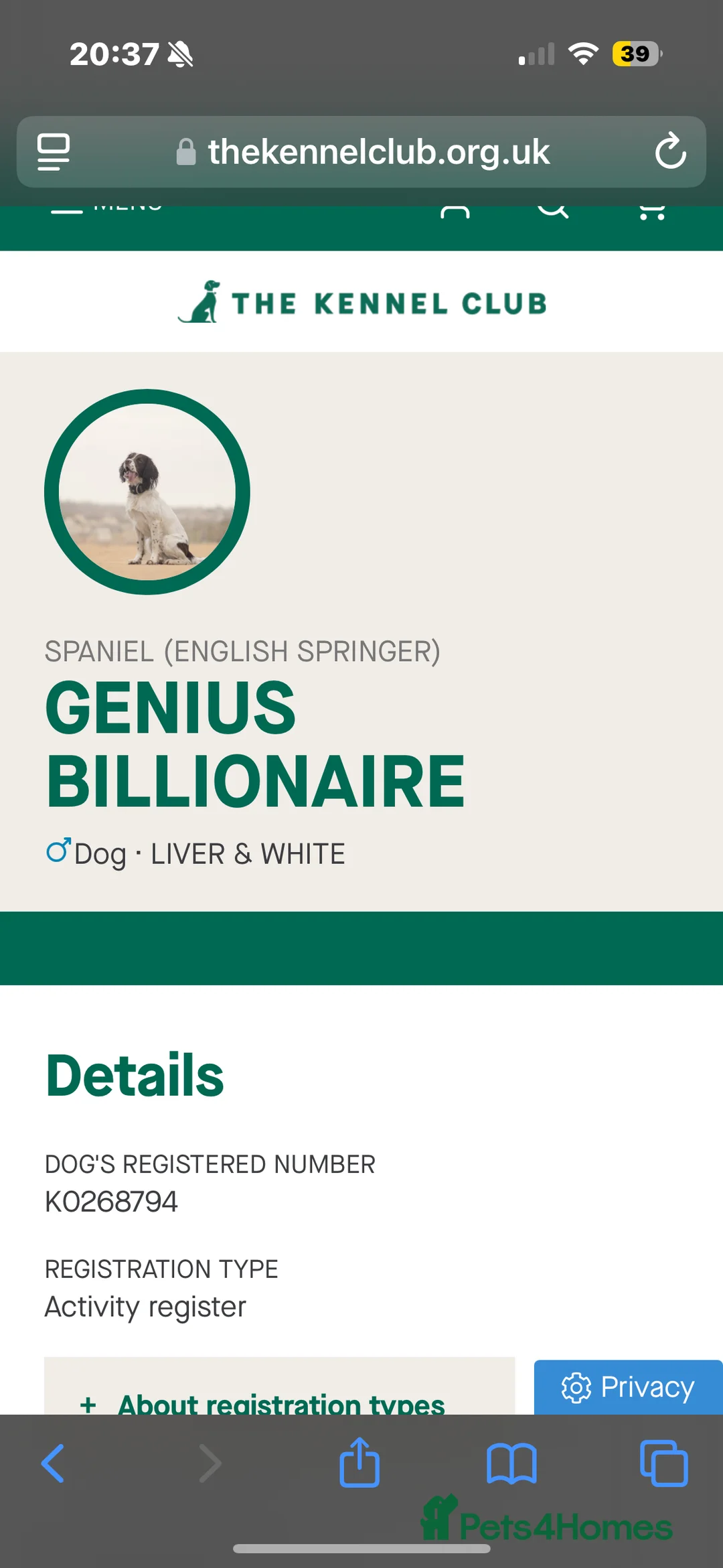 English Springer Spaniel dogs for stud: available stud (proven) in Darlington - Advert 2