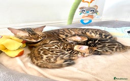 Bengal cats for sale: One Girl left .😻✨TICA registered  - Image 10
