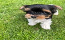 Yorkshire Terrier dogs for sale: York puppies for sale - Image 16