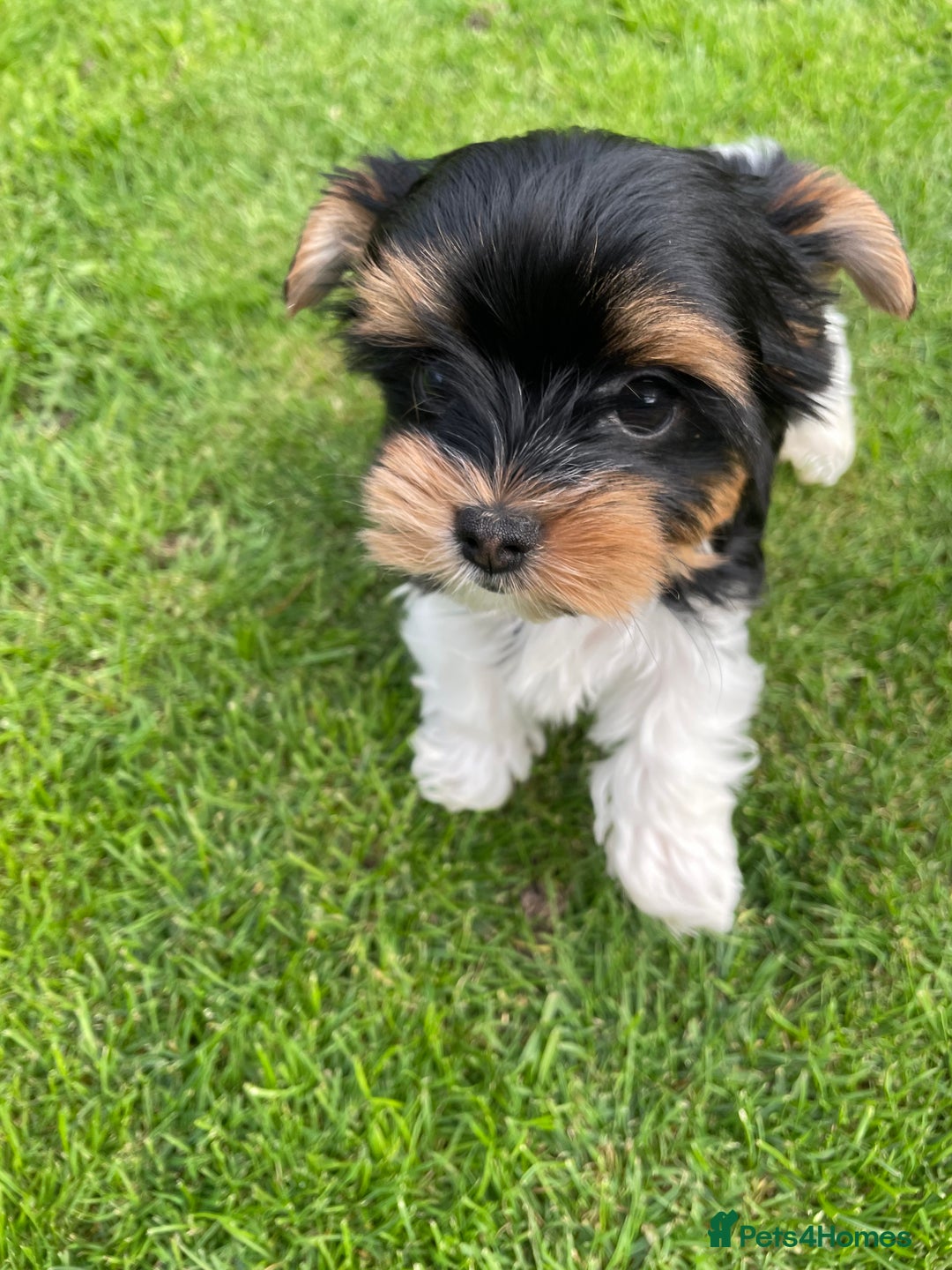 Yorkshire Terrier dogs for sale: York puppies for sale - Image 16