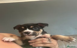 Mixed Breed dogs for sale: Pocket bully - Image 4