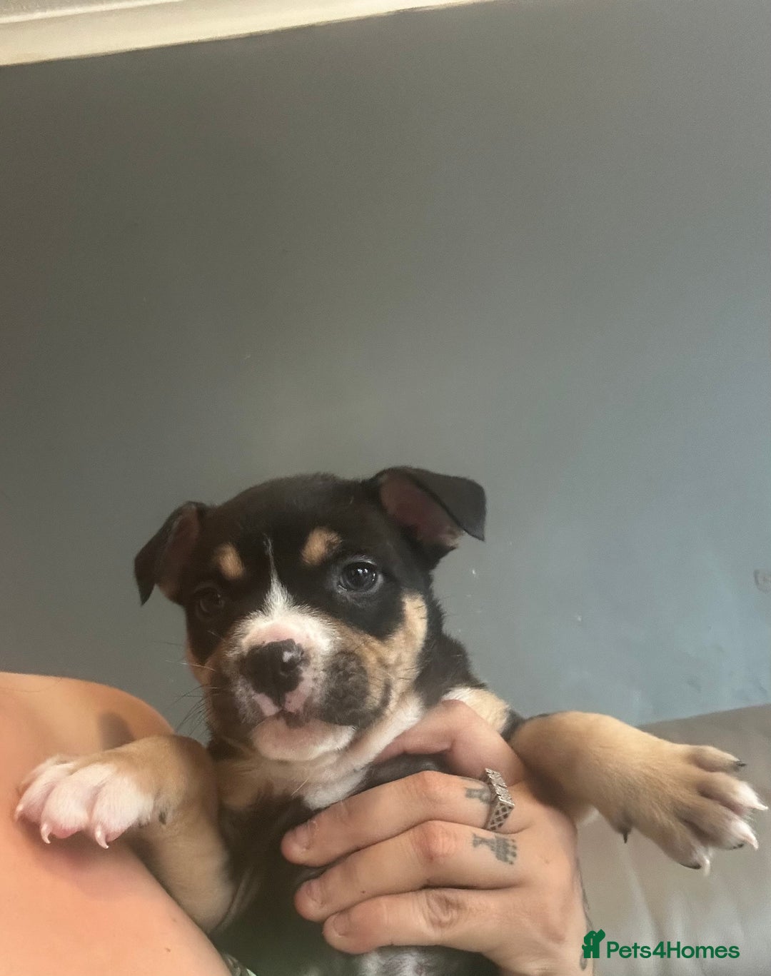 Mixed Breed dogs for sale: Pocket bully - Image 4