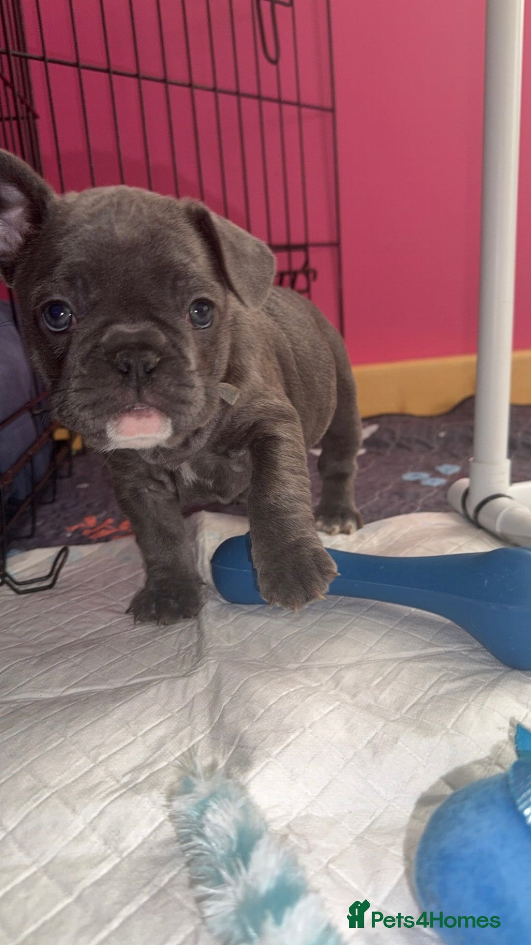 French Bulldog dogs for sale: 5 female French Bulldog –9 weeks old💙 🐾 - Advert 23