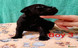 Staffordshire Bull Terrier dogs for sale: KC Registered Champions Bloodline Show Quality  - Image 9