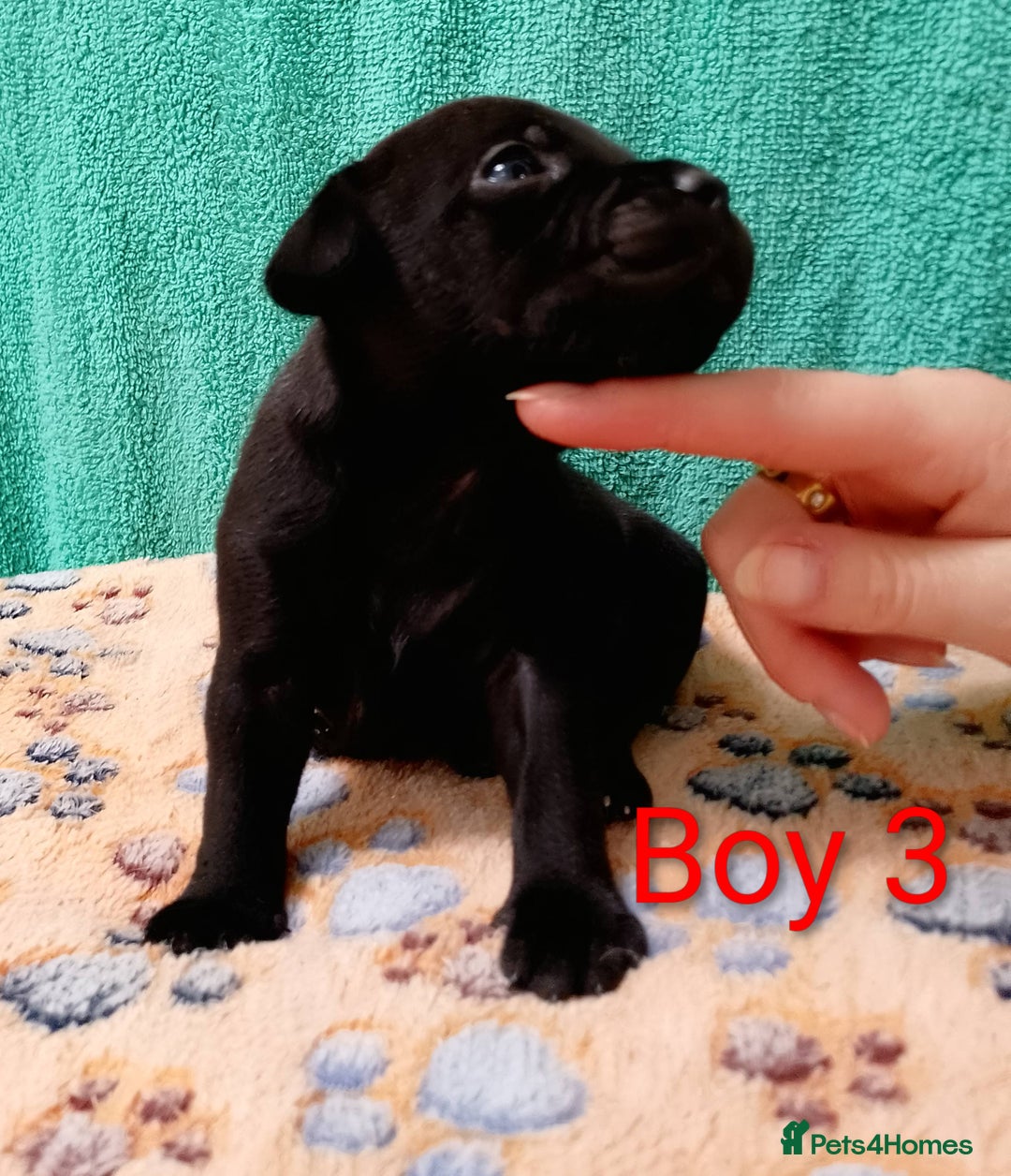 Staffordshire Bull Terrier dogs for sale: KC Registered Champions Bloodline Show Quality  - Image 9