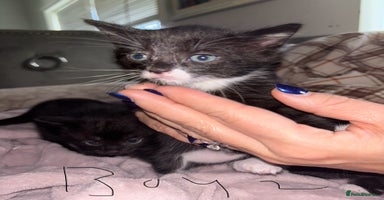 British Shorthair cats Kittens looking for their forever homes. - Advert 7