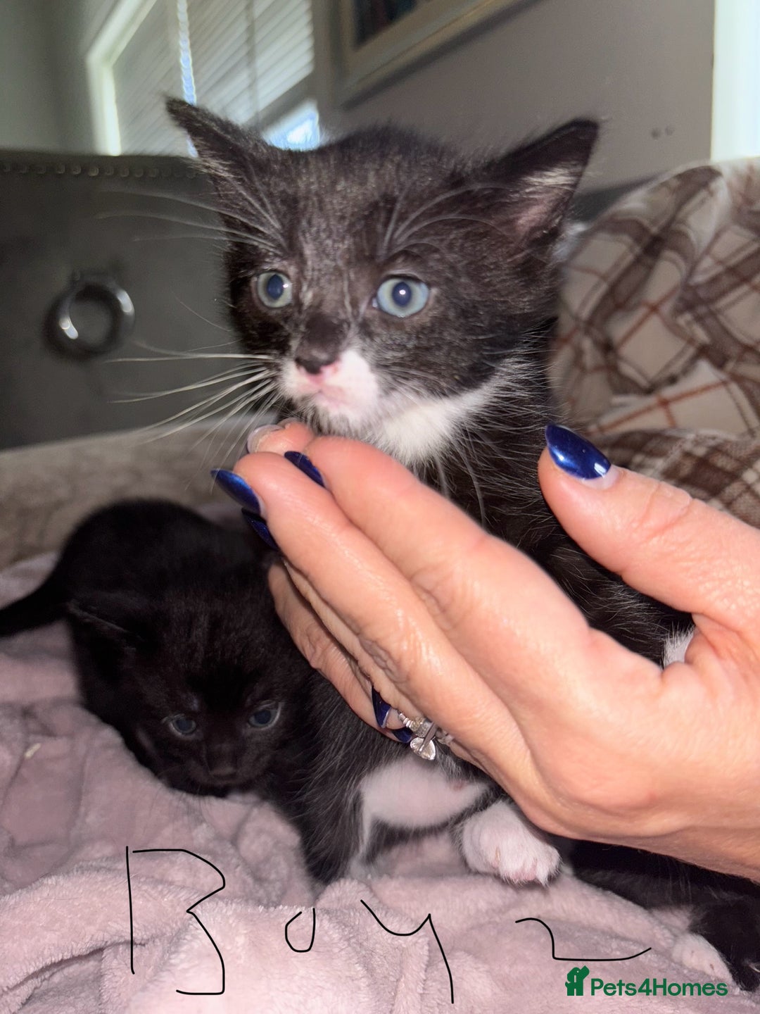 British Shorthair cats for sale: Kittens looking for their forever homes. - Advert 3