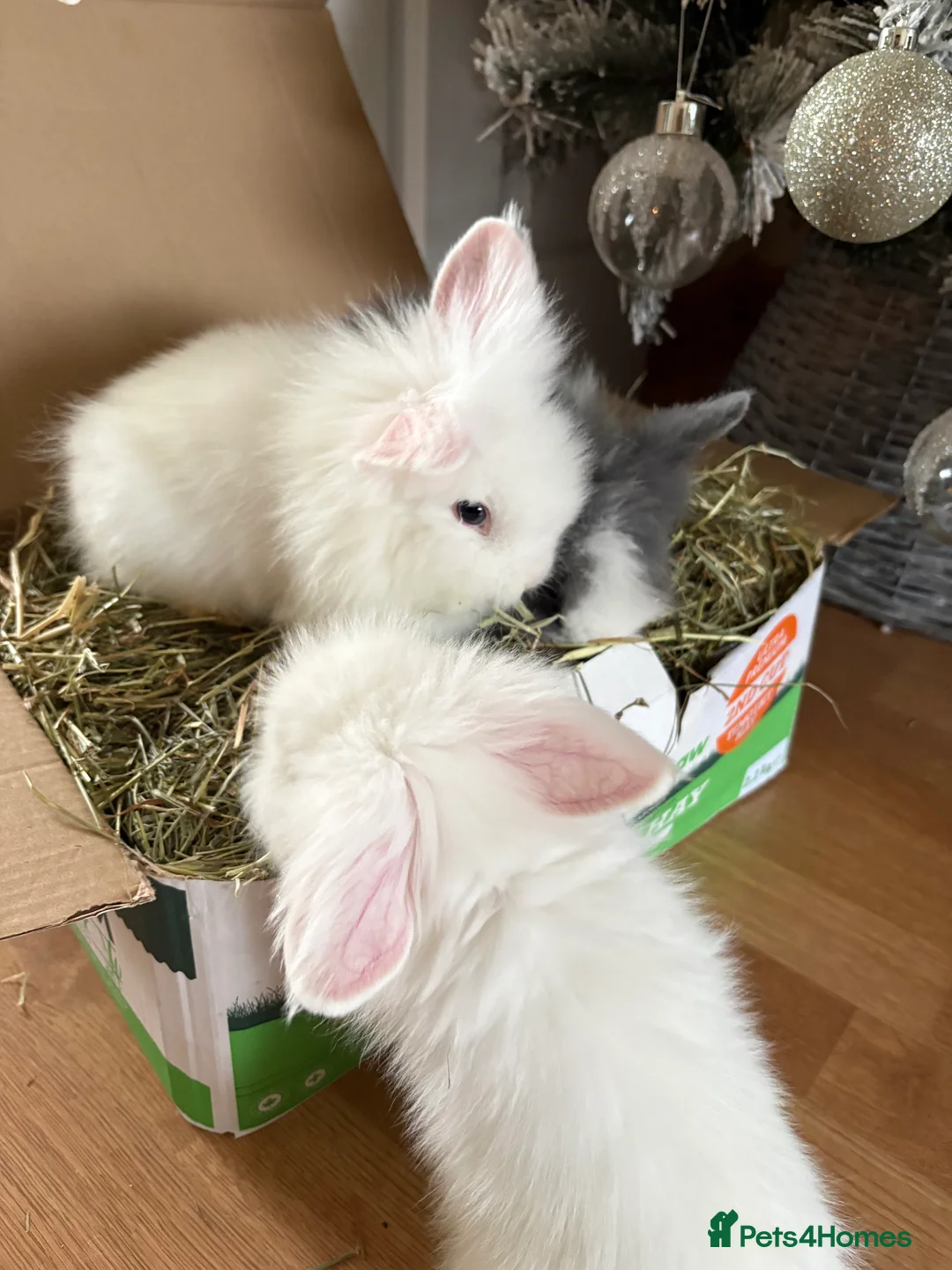 Mini Lion Lop rabbits for sale: Female Mini Lionhead Lop Fluff Balls for Sale - Advert 3