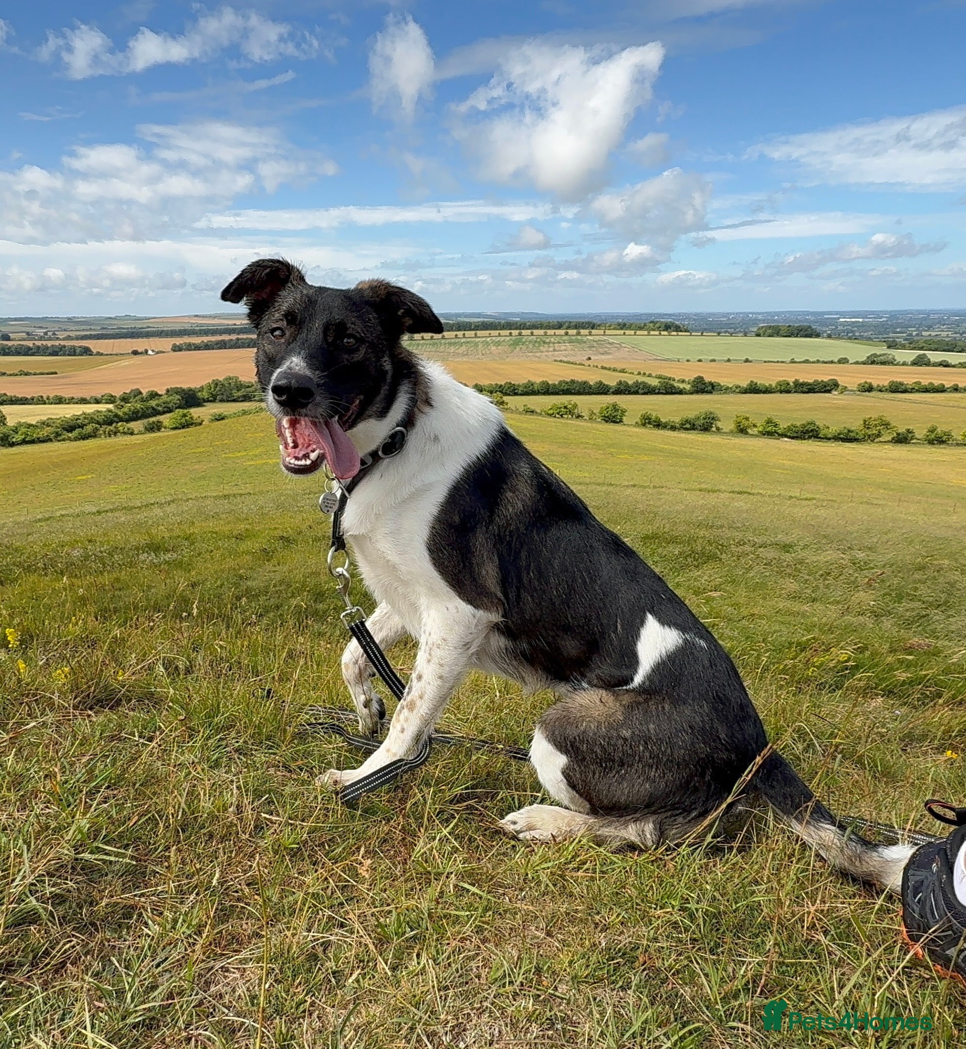 Mixed Breed dogs Astro - Smart, handsome and sensitive - Advert 2