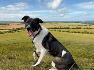 Mixed Breed dogs Astro - Smart, handsome and sensitive - Advert 2