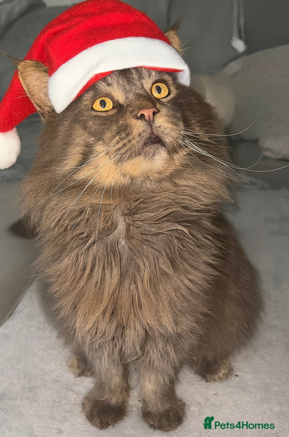 Maine Coon cats TICA Active Champion male STUD - Advert 19