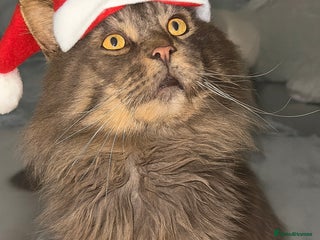 Maine Coon cats TICA Active Champion male STUD - Advert 6