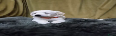 Golden Retriever Puppy 4