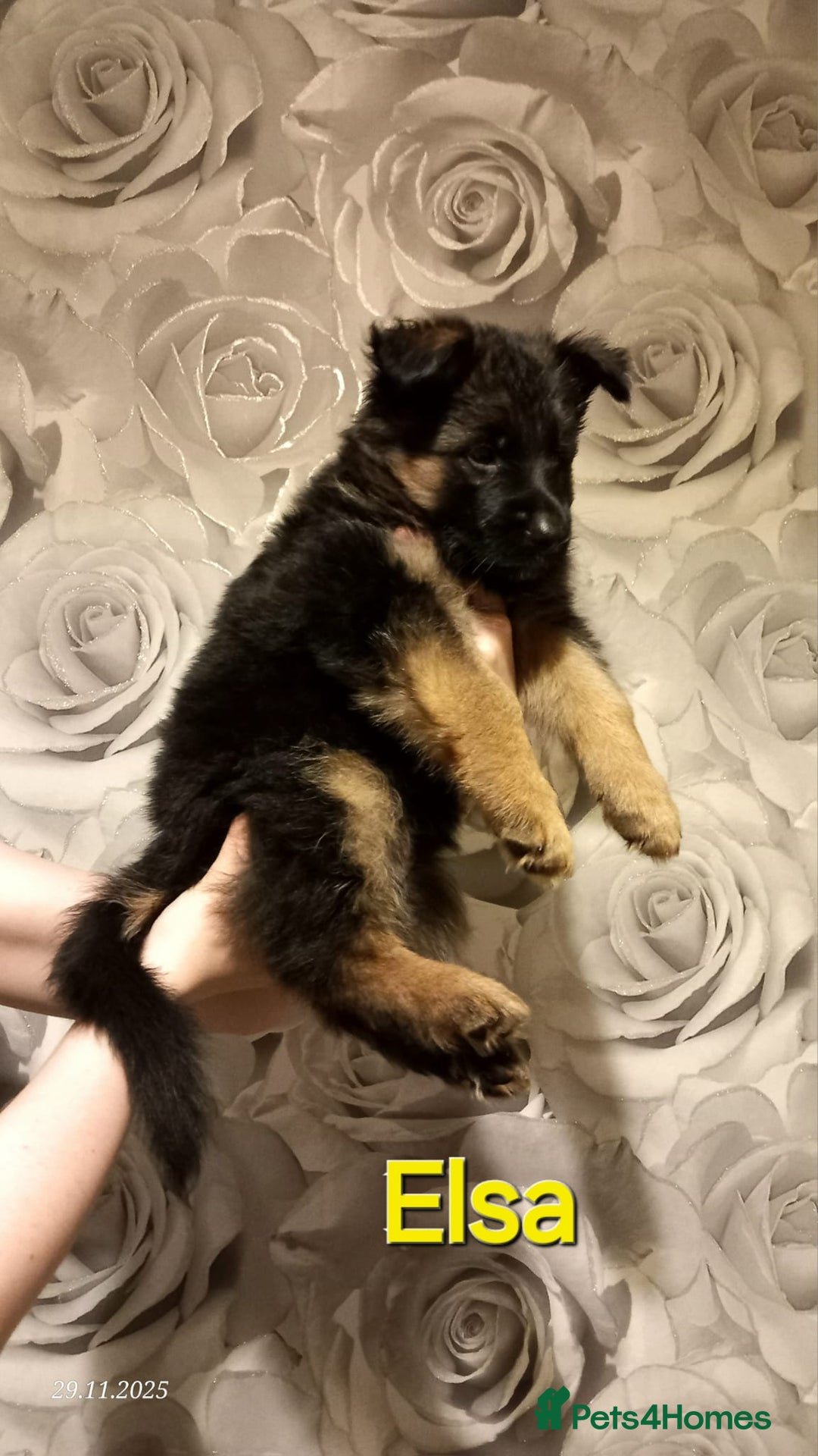 German Shepherd dogs for sale: Excellent Long-Haired German Shepherd Puppies-KC - Advert 14