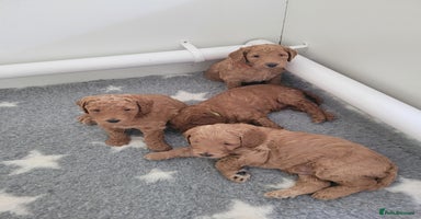 Mixed Breed dogs - Advert 5