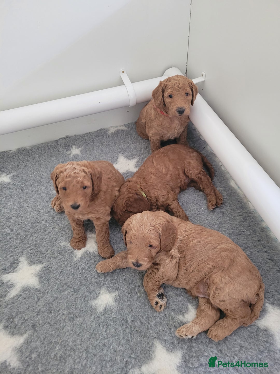 Mixed Breed dogs for sale: Miniature Goldendoodle Puppies - Image 2