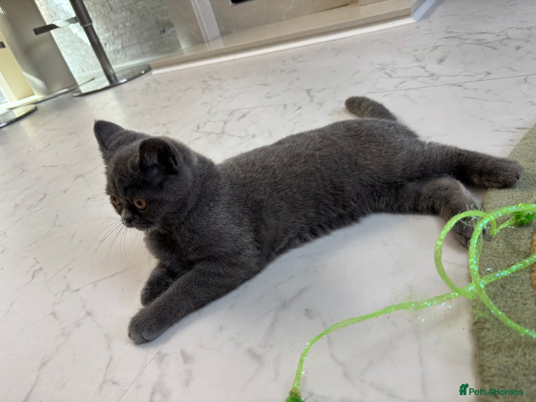British Shorthair cats for sale: British Shorthair - Image 25