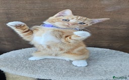 Mixed Breed cats for sale: 4 Ginger Kittens READY FOR A NEW HOME/WEST DRAYTO - Image 16