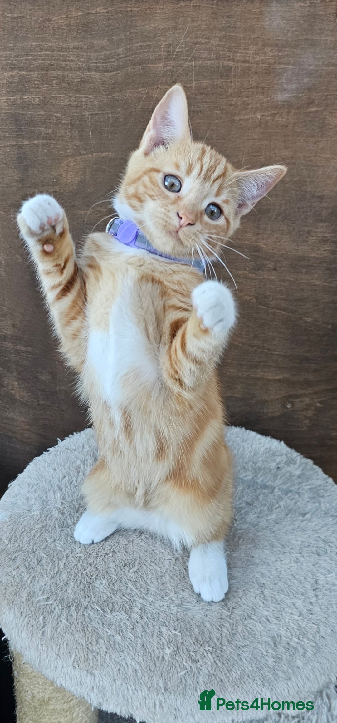 Mixed Breed cats for sale: 4 Ginger Kittens READY FOR A NEW HOME/WEST DRAYTO - Image 16