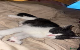 Mixed Breed cats for sale: Female kitten - Image 4