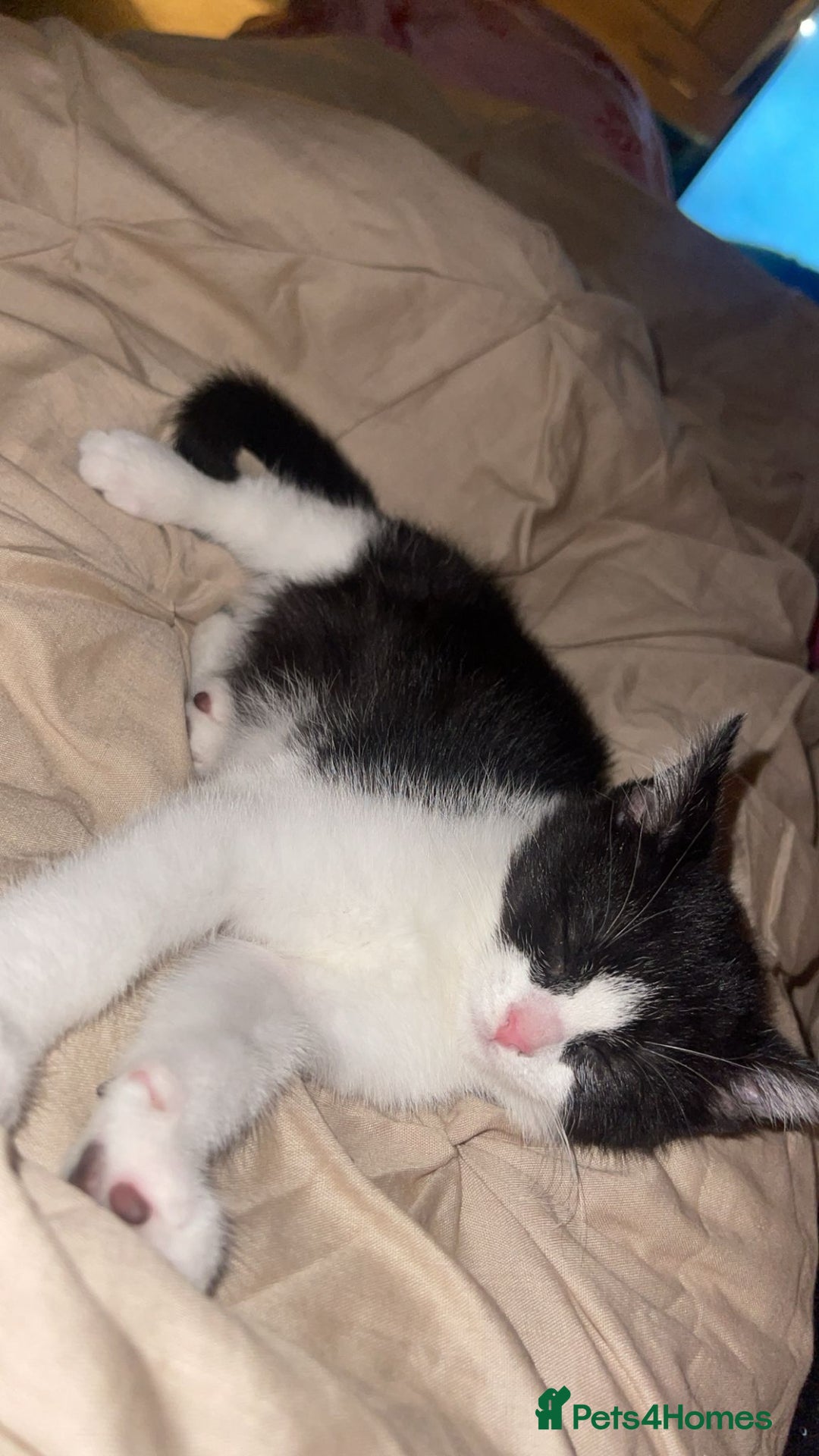 Mixed Breed cats for sale: Female kitten - Image 4