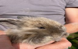 Netherland Dwarf rabbits for sale: Beautiful Netherland dawf mini lop bunnies  - Advert 3