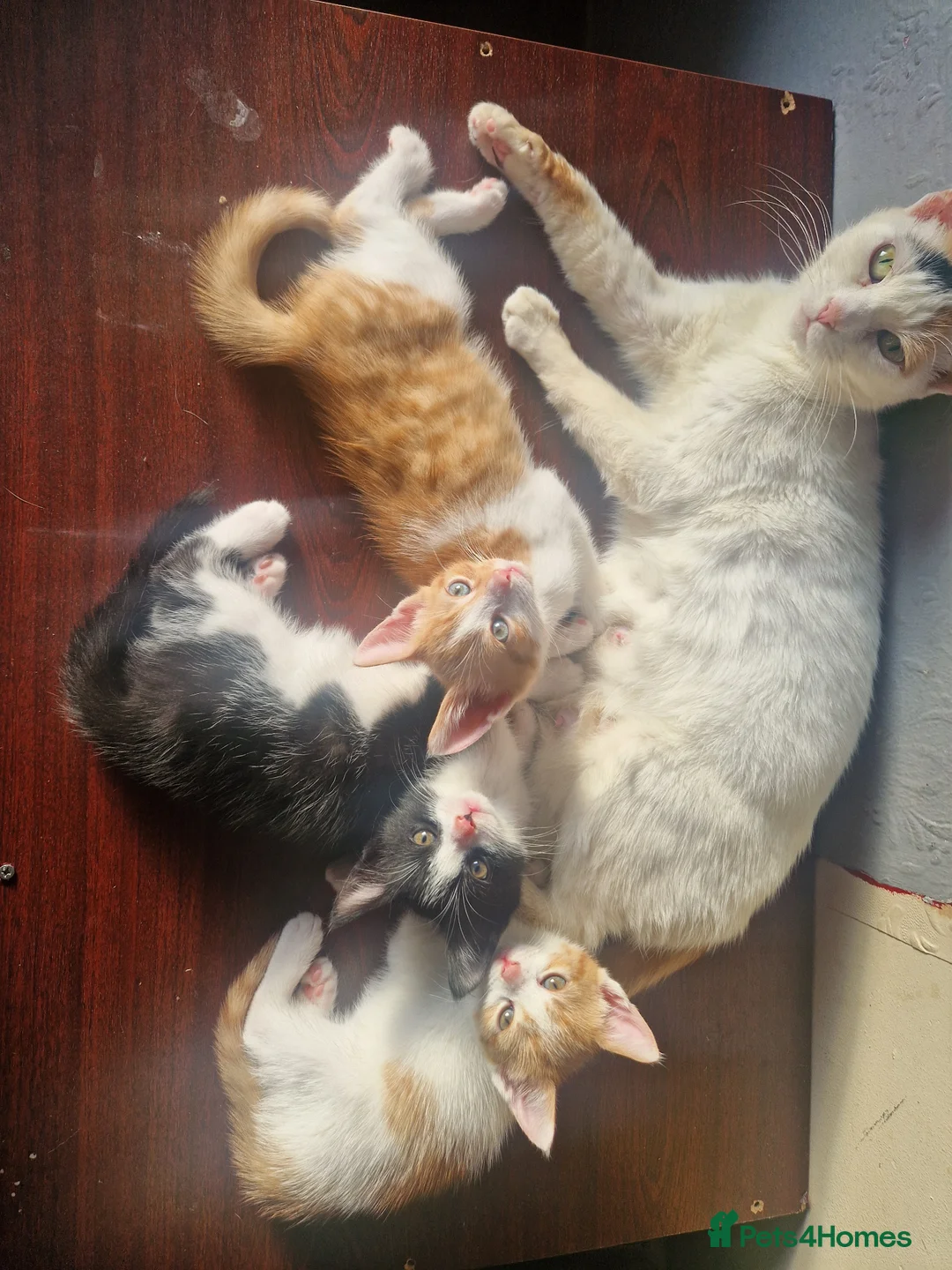 Mixed Breed cats for sale: 3 beautiful kittens  - Advert 1