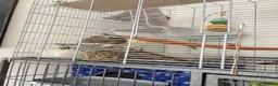 Rat rodents for sale: 5 male pet rats  in Hull - Advert 5