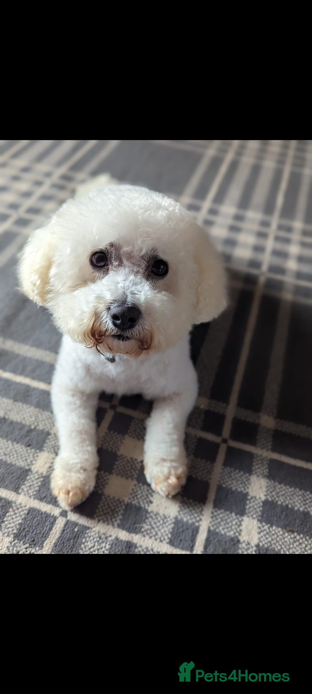 Bichon Frise dogs 9 year old Bichon frise  - Advert 1