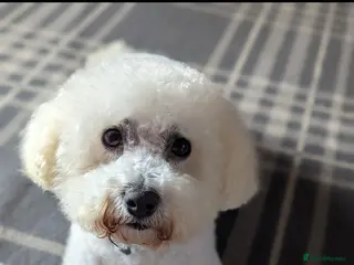 Bichon Frise dogs 9 year old Bichon frise - Advert 4