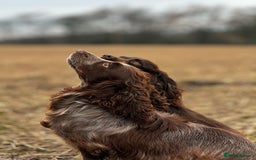 Cocker Spaniel dogs for sale: Exceptional litter of working cocker spaniel pups - Image 6